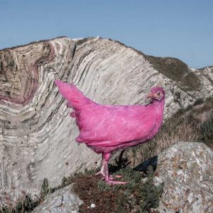 Image of Pink Chicken