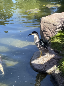 Photo of a bird reflected in a pond